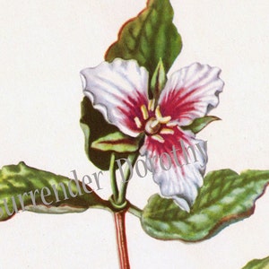 Painted Trillium Flowers Botanical Print Vintage Wildflower Lithograph 1950s Perfect For Framing 27 image 1