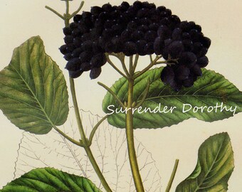 Wayfaring Tree Viburnum Lantana Prestele Vintage Poster Print Botanical Lithograph To Frame 80