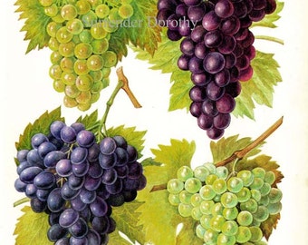 ヴィンテージ　デスク　grape bunch il_340x270.381277507_82jr.jpg