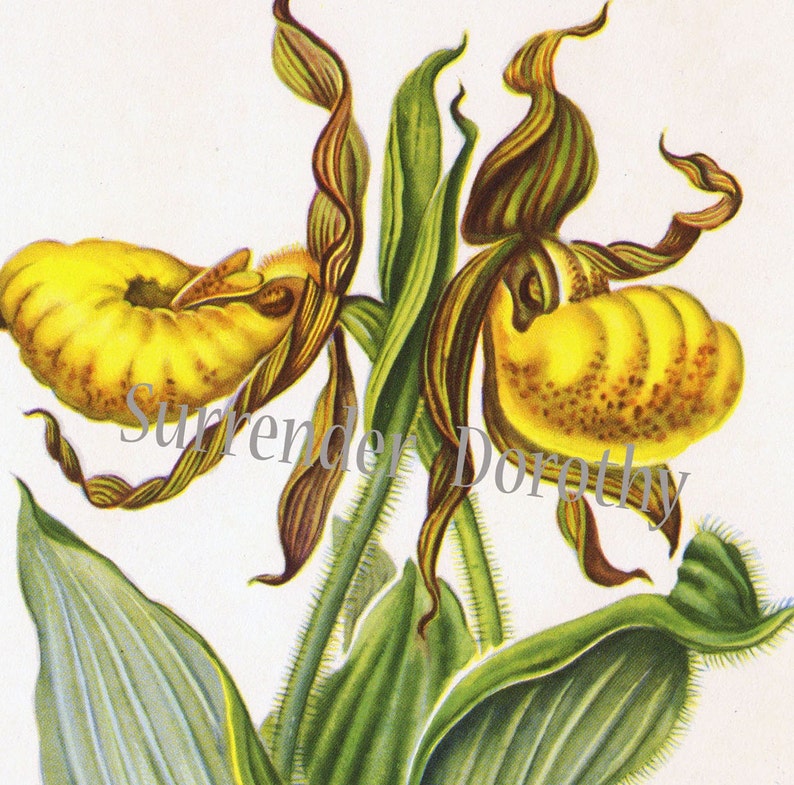 Yellow Lady/'s Slipper Botanical Print North American Wildflower Series Mid 1950s