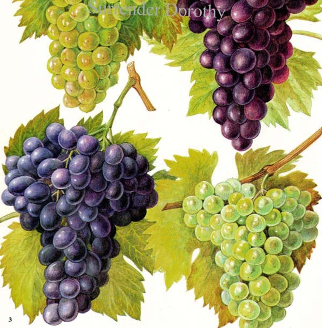 Wine Grapes Vineyard Fruit Chart Food Botanical Lithograph