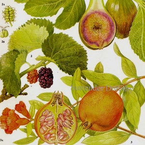 Gráfico de frutas tropicales de higos, granadas y moras. Ilustración botánica de litografía para su cocina vintage 95