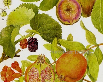 Vijg Granaatappel Moerbei Tropisch Fruit Grafiek Voedsel Botanisch Lithografie Illustratie voor je vintage keuken 95