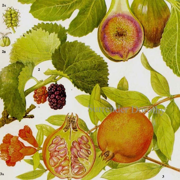 Fig Pomegranate Mulberry Tropical Fruit Chart Food Botanical Lithograph Illustration For Your Vintage Kitchen 95