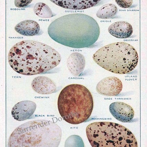 American Bird Eggs Color Lithograph Chart 1912 Edwardian Natural History Illustration To Frame image 2