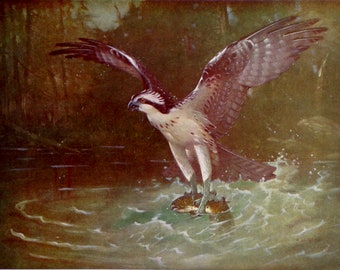 Osprey Catching A Fish European Birds Lithograph Chart To Frame 1960s British Ornithology 152