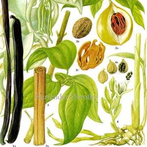 Gráfico de especias Vainilla Nuez moscada Canela Cardamomo Comida Ilustración de litografía botánica vintage para su cocina vintage 131
