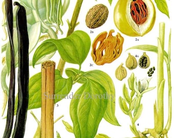Spice Chart Vanille Nootmuskaat Kaneel Kardemom Voedsel Vintage Botanische Lithografie Illustratie voor uw Vintage Keuken 131