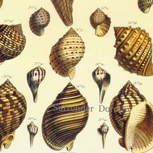 Op de afbeelding: Een vintage illustratie van 12 verschillende schelpen, elk met unieke patronen en texturen. De schelpen zijn genummerd en gelabeld met het nummer "N" gevolgd door een nummer. De schelpen zijn in een cirkelvormige opstelling op een witte achtergrond.