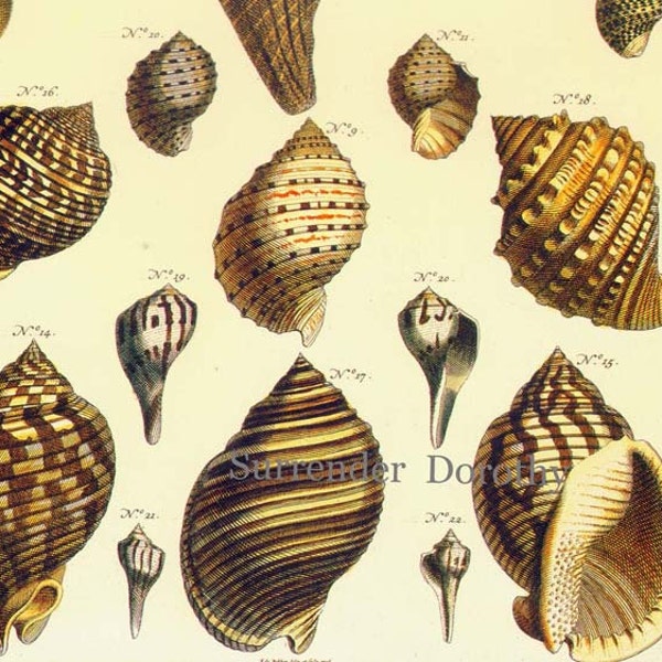 Helmet Tun Fig Shells North Atlantic, West Pacific Mediterranean Conchology Natural History Seashell Lithograph Chart Poster Print