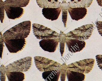Catocala Moth Chart Vintage Entomology Natural History Edwardian Rotogravure XXXI Browns and Gray