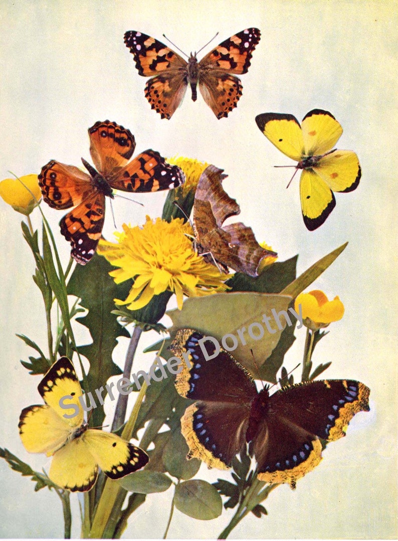 Butterfly Family 1900 Entomology Edwardian Natural History Antique Rotogravure Print Illustration To Frame I