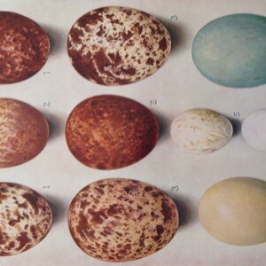May include: A collection of ten bird eggs, each with a unique color and pattern. The eggs are numbered 1 through 10. The eggs are arranged in two rows of five. The eggs are all different sizes and shapes.