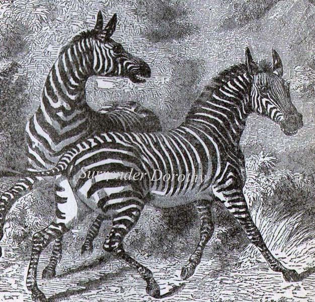 ZEBRA Africa Victorian Era Vintage 1887 Black & White Natural
