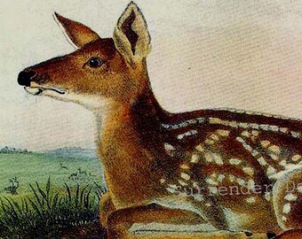 Cervo americano comune fulvo John J Audubon Stampa litografia vintage di storia naturale di animali selvatici su telaio