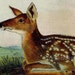 see more listings in the Audubon Animal Prints section