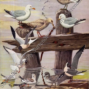 Gulls Terns Sea Birds Print Fuertes Vintage Natural History Lithograph Illustration To Frame 1955 image 2