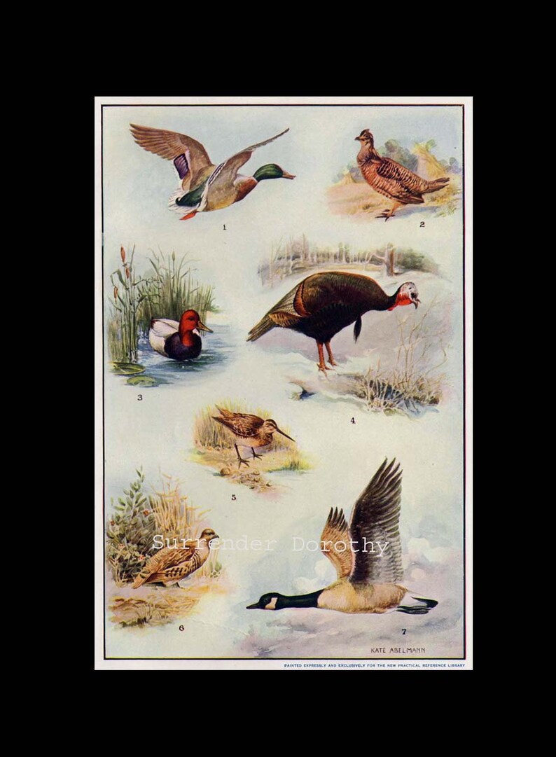 Game Birds North America Chart Natural History Lithograph Art Etsy