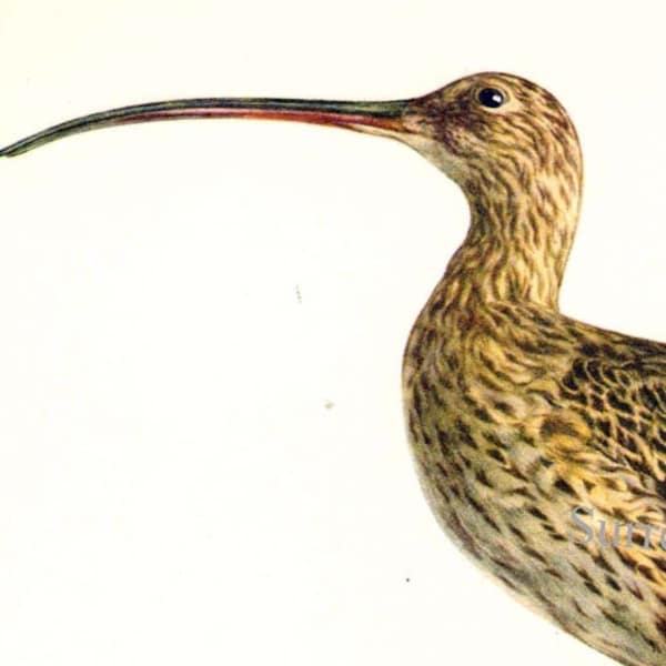 Common Curlew Numenius Arquata Bird European Ornithology Vintage Natural History Lithograph Print 1960s Illustration To Frame 46