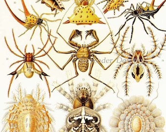 Spiders Arachnid Arachnida Haeckel Print Vintage Natural History Insect Victorian Scientific Lithograph To Frame