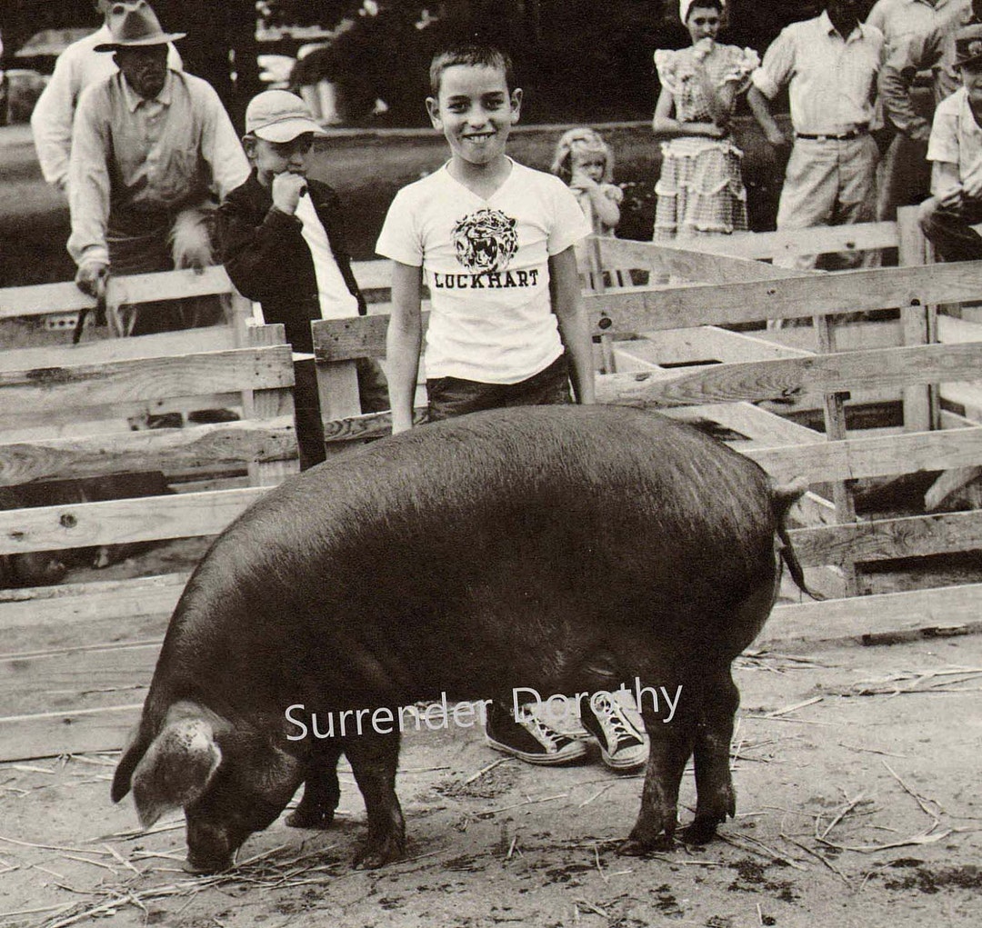 Blue Ribbon Pig Photo Livestock Breeder Illustration 1950s Black and