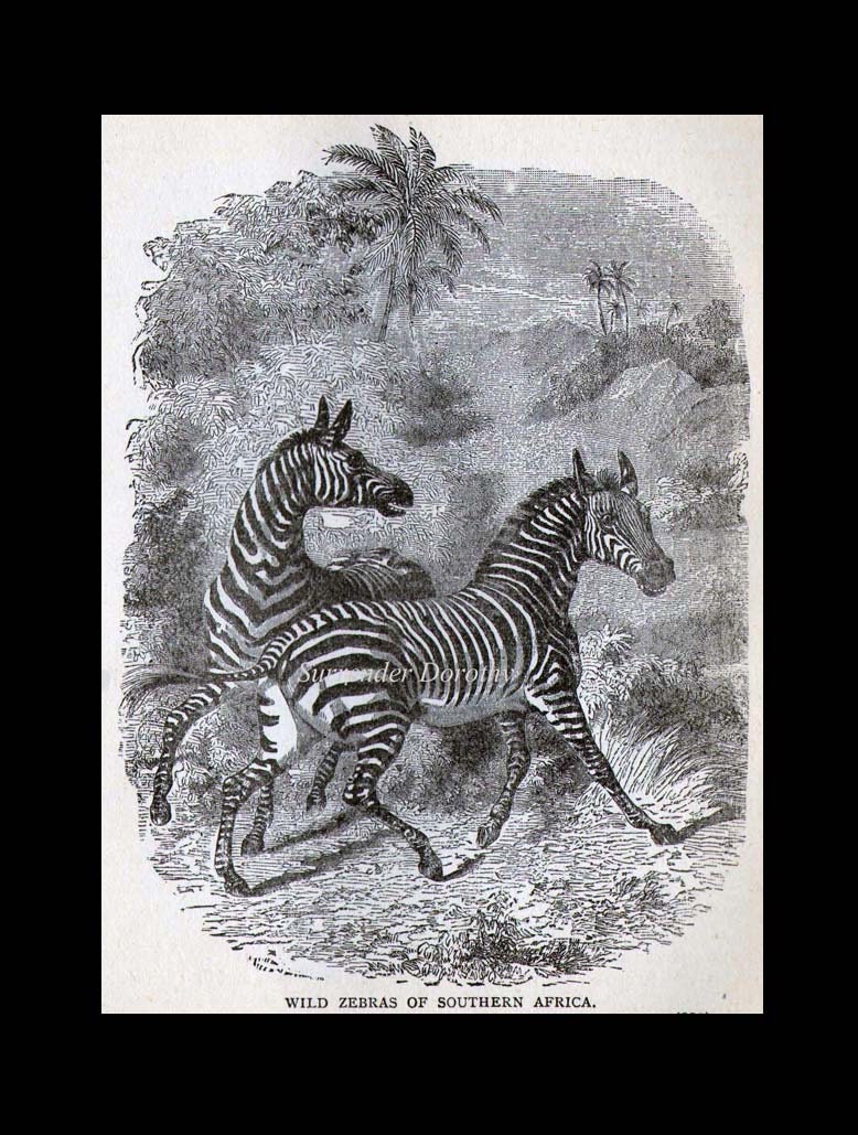 ZEBRA Africa Victorian Era Vintage 1887 Black & White Natural