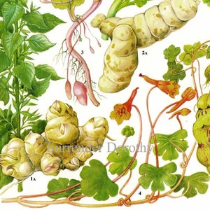 May include: A botanical illustration depicting four different plants. The first plant has light green leaves and white, knobby roots. The second plant has a long, white, knobby root. The third plant has pink roots and light green leaves. The fourth plant has light green leaves and red flowers.