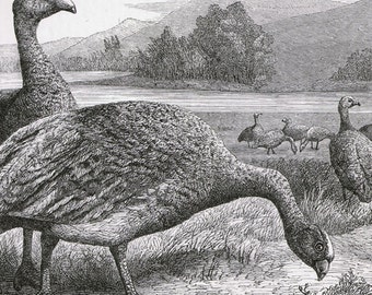 Cape Barren Goose Cereopsis Novaehollandiae Water Birds Australia Vintage Victorian Ornithology 1870s Natural History Engraving Black White