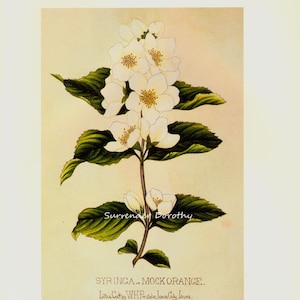 May include: A vintage botanical illustration of a white mock orange flower with green leaves. The illustration is titled "SYRINGA., MOCK ORANGE." and "Lithe Court by WH Prestiele Iowa City Iowa."