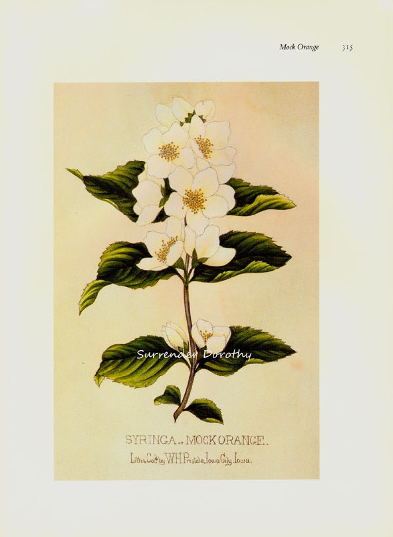 May include: A vintage botanical illustration of a white mock orange flower with green leaves. The illustration is titled "SYRINGA., MOCK ORANGE." and "Lithe Court by WH Prestiele Iowa City Iowa."