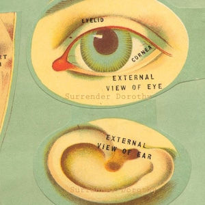 Human Anatomy Lithograph Fold-out Medical Chart 1908 The Senses Five Peek-A-Boo Views To Frame