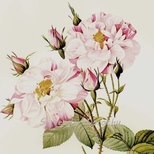 York & Lancaster Rose Redoute Vintage Flower Botanical - Etsy