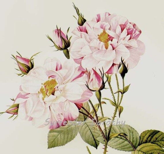 download lancaster and york roses for free download lancaster and york roses for free