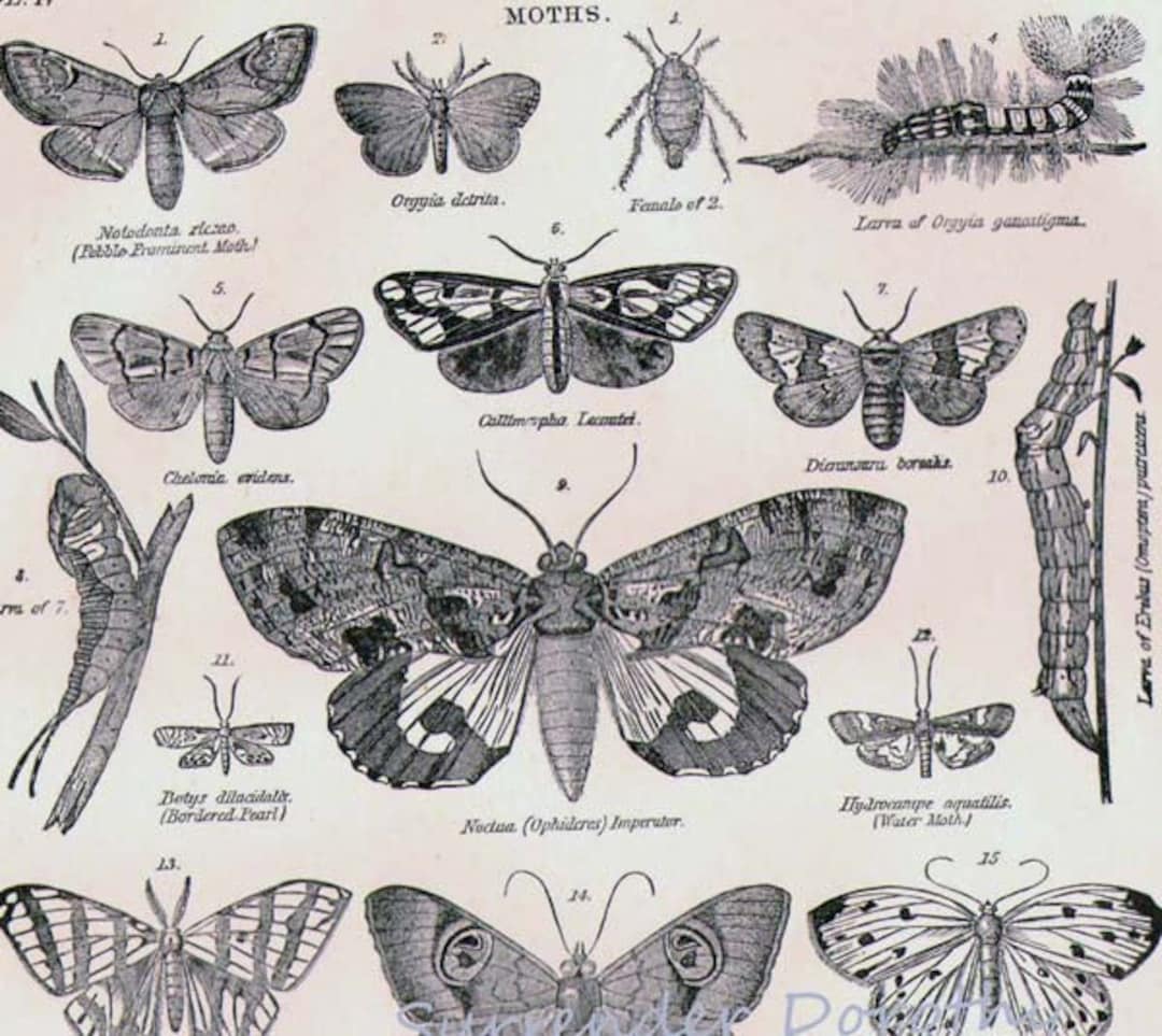 Butterflies & Moths XXXI 1892 Victorian Entomology Antique Chart of ...