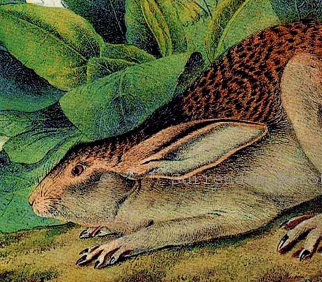 Black Tailed Hare Rabbit John J Audubon Naturalist Vintage Wild Animal ...