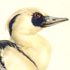 Smew Mergus Albellus Duck Bird Ornithology Natural History Lithograph Print 1960s Illustration To Frame 72 image 1