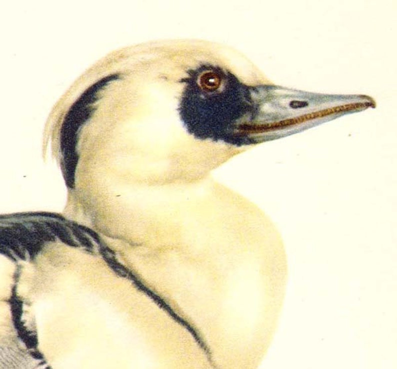 Smew Mergus Albellus Duck Bird Ornithology Natural History Lithograph Print 1960s Illustration To Frame 72 image 1