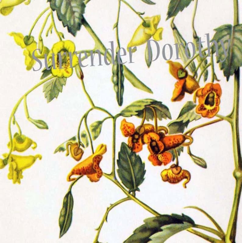 Touch Me Not Jewel Weed Flowers Vintage Botanical Lithograph 1950s Art Print To Frame 106 image 1