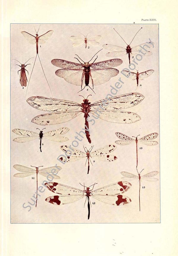 Dragonfly Chart