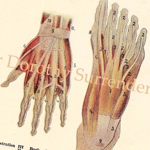 Menselijke anatomie Hand Voet Rug Spier Grafiek Vintage medische lithografie illustratie op lijst