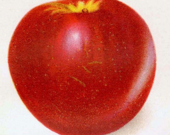 Virginia Beauty Apples 1905 USDA Fruit Botanical Lithograph Edwardian