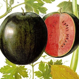 Gráfico de frutas de sandía, bálsamo, pera, calabaza serpiente, melón, ilustración de litografía botánica de alimentos para su cocina vintage 121