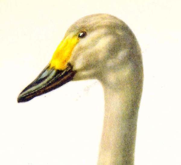 Berwick Swan Cygnus Berwickii European Water Bird Ornithology Natural History Lithograph Print 1960s Illustration To Frame 86