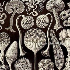 Mushroom Spores Haeckel Print Natural History Botanical Victorian Scientific Lithograph To Frame Black & White