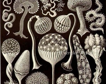 Mushroom Spores Haeckel Print Natural History Botanical Victorian Scientific Lithograph To Frame Black & White