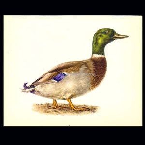 Male Mallard Duck Bird Ornithology Natural History Lithograph Print 1960s Illustration To Frame 96 image 3