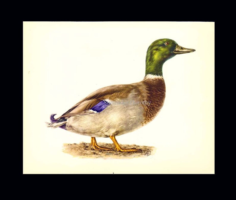 Male Mallard Duck Bird Ornithology Natural History Lithograph Print 1960s Illustration To Frame 96 image 3