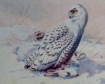 Snowy Owl With Hare European Birds Lithograph Chart To Frame 1960s British Ornithology 81