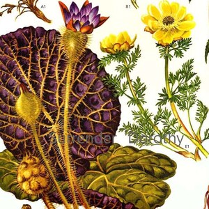 Op de afbeelding: Een botanische illustratie met een paarse bloem met gele meeldraden, een gele bloem met een donker centrum en een groot, paars, geaderd blad met gele accenten.
