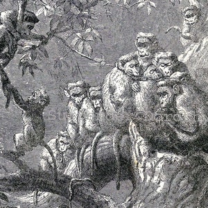 May include: Detailed black and white illustration of a group of monkeys in a tree. Several monkeys are clustered together, while others are climbing and hanging from branches. The image has a vintage, detailed style.